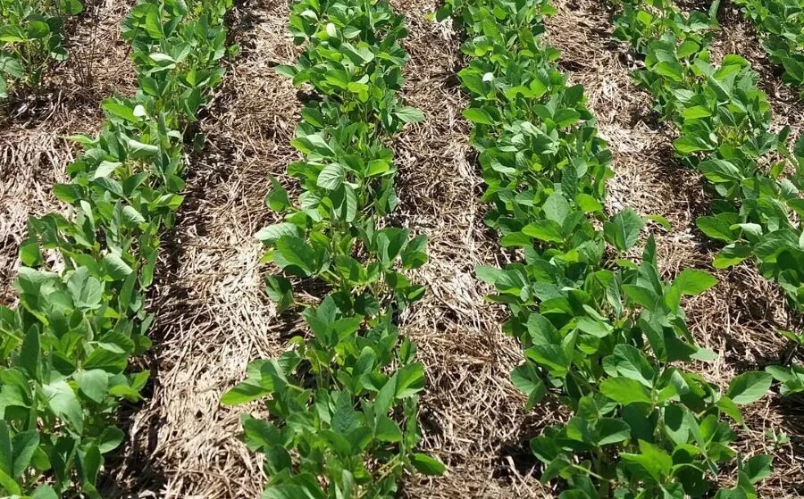 какой сеять сою. семена сои. возделывание сои технология возделывания. горчичное семя. сеялка для подсолнечника джон дир.