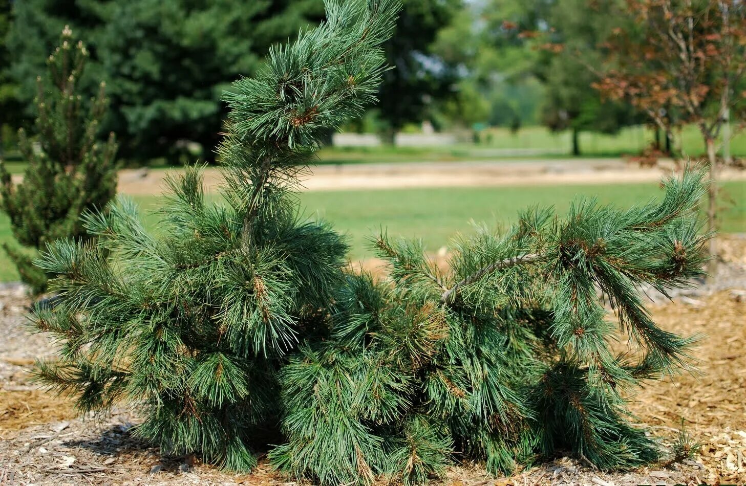 Хвойные рф. Pinus flexilis 'glauca'. Сосна обыкновенная Пендула. Pinus Sylvestris 'Mitsch Weeping'. Сосна обыкновенная Глаука.