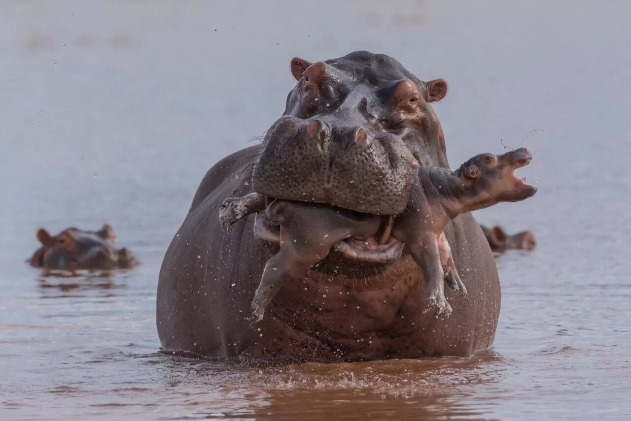 Нильский Бегемот. Гребнистый Бегемот. Бегемот Hippo. Гиппопотам хищник или травоядное.