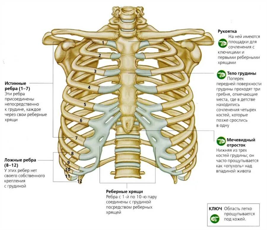 Сколько ребер на 1 стороне. Грудная клетка 12 пар ребер. Строение грудины. Строение ребра.. Анатомия соединения грудной клетки и ребер. Реберный хондрит Титце.