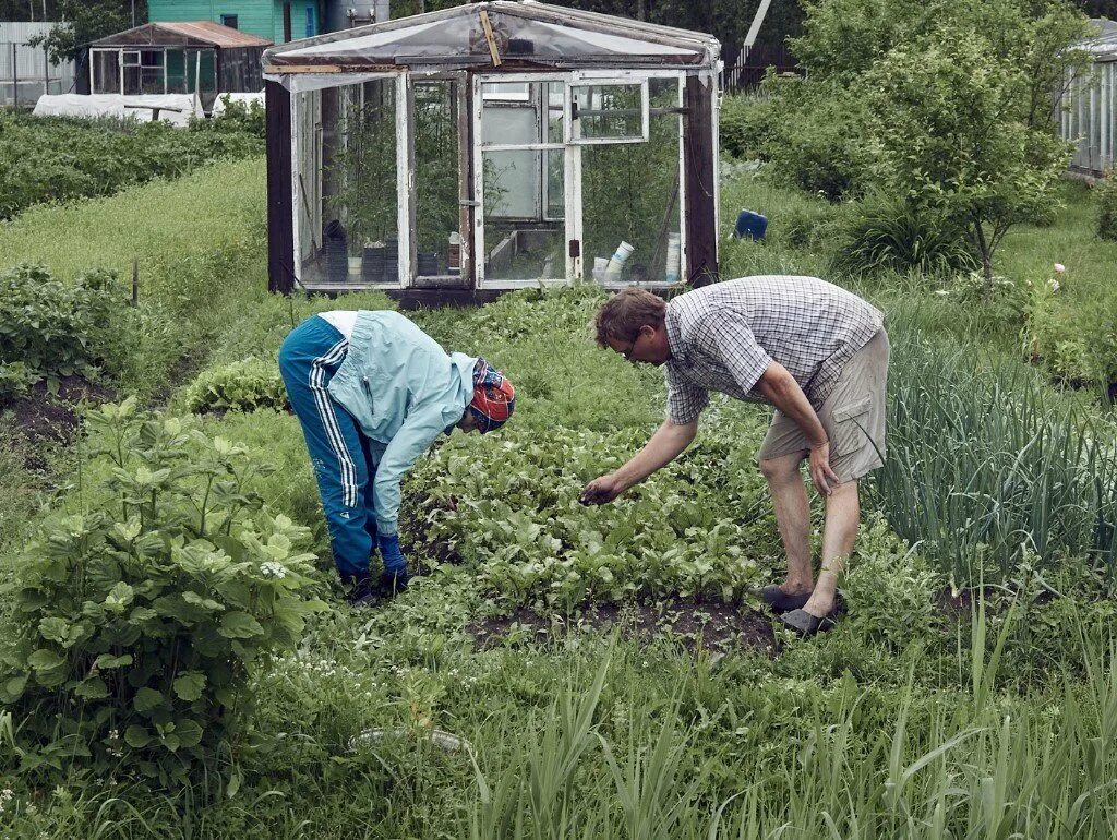 Работаем на дачном участке. Огород на даче. Люди на даче. Садовод на грядке. Дачник на огороде.