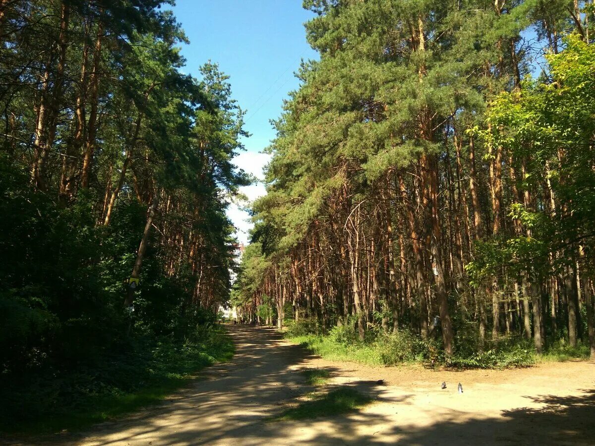 Хвойный район. Парк Северный лес Воронеж. Северный лесопарк Воронеж. Паре Северный лес Воронеж. Сосновый Бор Воронеж лес.