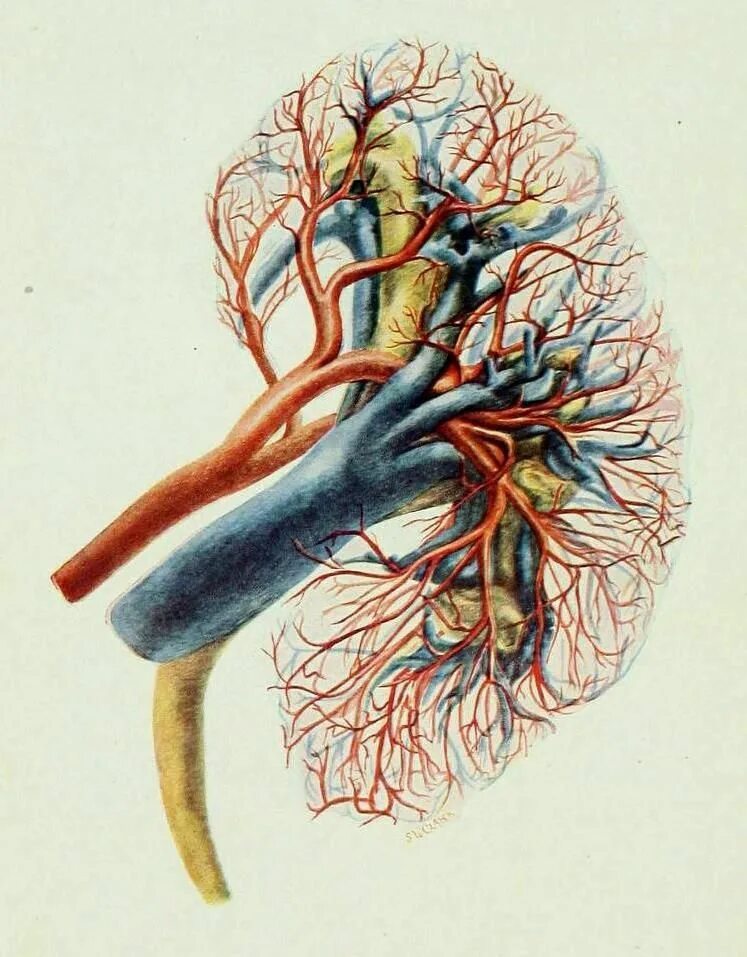 Почечные вены какая кровь. Кровеносные сосуды почки. Почечная Вена анатомия. Кровоснабжение почки анатомия.