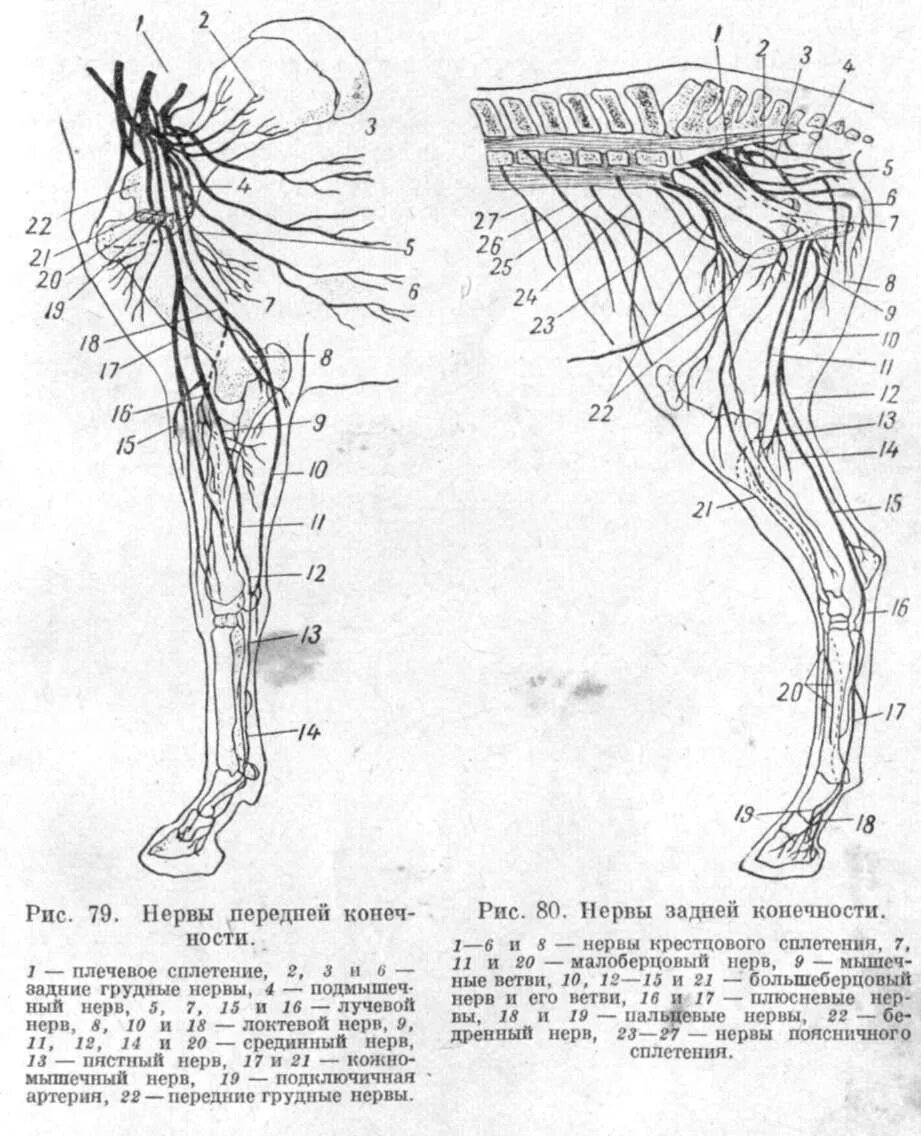 Кожно нервные. Нервы тазовой конечности КРС. Иннервация грудной конечности животных. Артерии грудной конечности КРС. Иннервация тазовой конечности КРС.