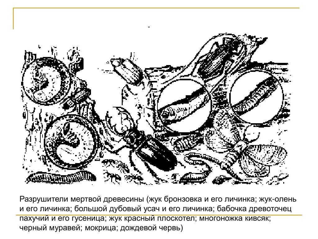 Личинка редуцент. Разрушители мертвой древесины. Разрушители редуценты. Личинки редуценты.