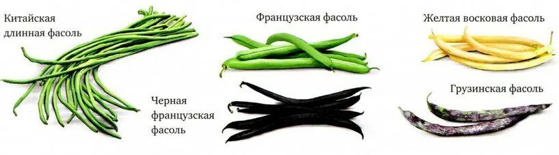 С какого возраста дают фасоль. Восковая фасоль. желтая восковая фасоль. фасоль стручковая строение. французская зеленая фасоль.