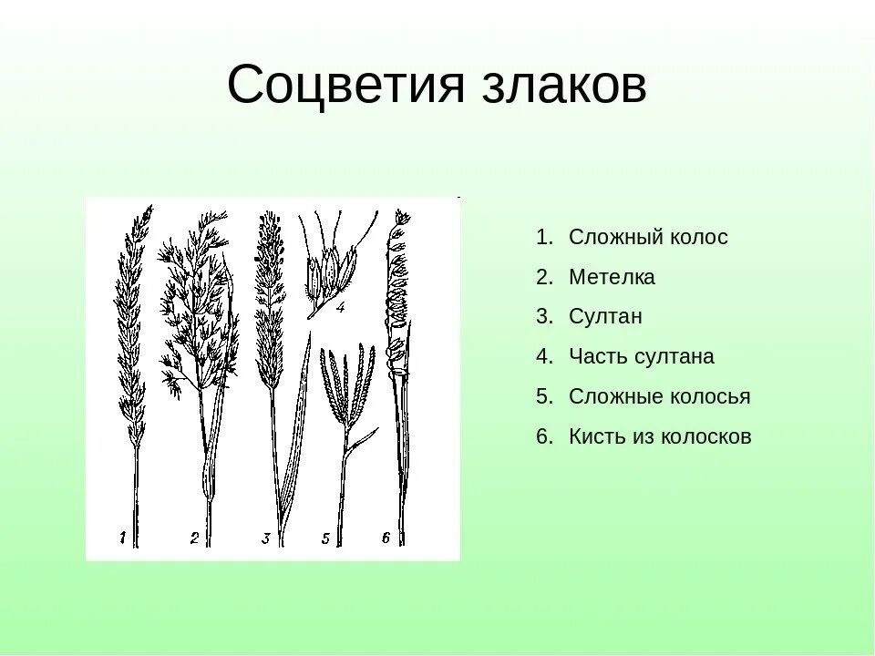 Злаки растения соцветие. Типы соцветий семейства злаковые. Семейства злаковых соцветие схема. Соцветия семейства злаковых кистью. Семейство злаки Мятликовые соцветие.