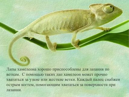 Хамелеон ответить на вопросы