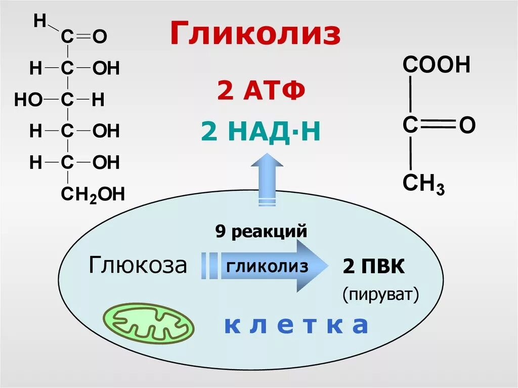 Образование атф гликолиз