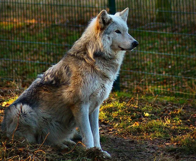 горные волки аляски. волк в лесу. картинка волк сидит. сидячий волк. мегафаунный волк.