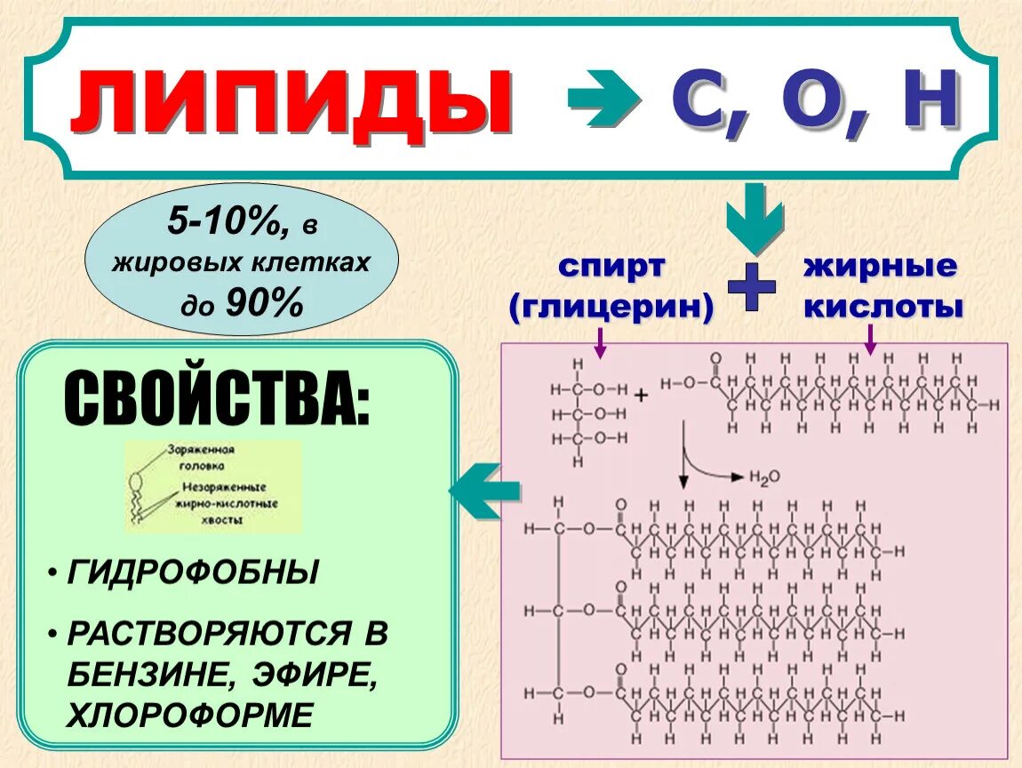 Строение простых липидов. Липиды классификация и функции. Химическая структура липидов. Структура простых липидов. Липиды входят в состав клеток