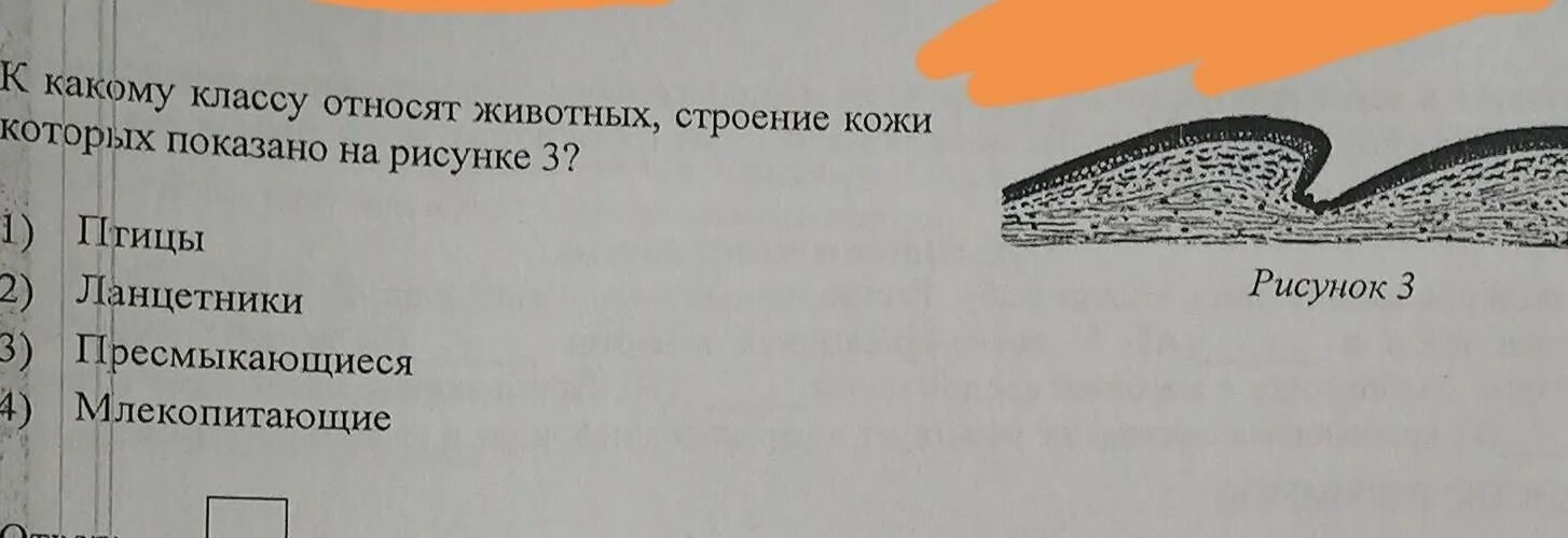 К какому классу относят животных. К какому классу относят животных