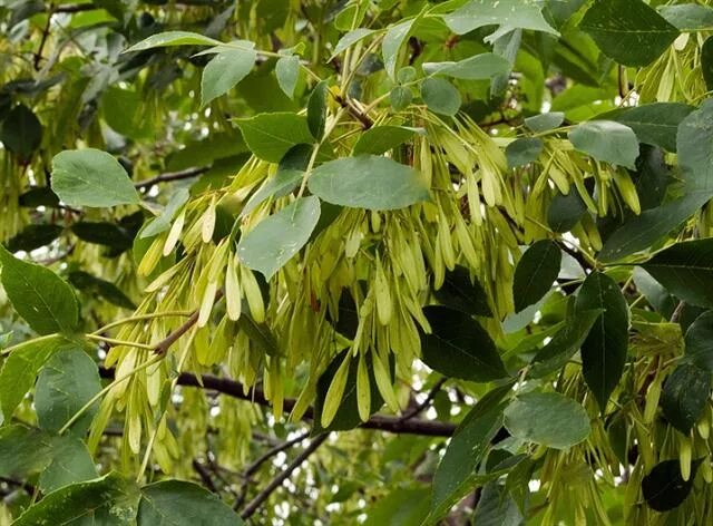 Ash Tree Tree, Weeping evergreen trees, Ash tree identification