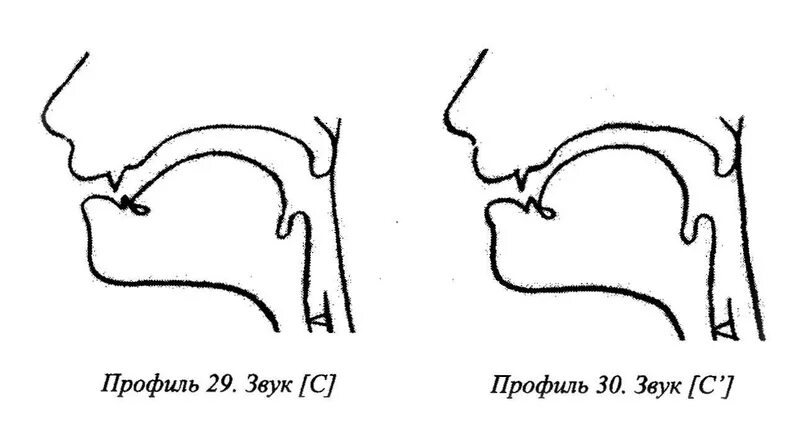 Артикуляционный уклад звука ц. Профили свистящих звуков. Артикуляционный профиль звука с и сь. Артикуляционный профиль звука зь. Артикуляция ц