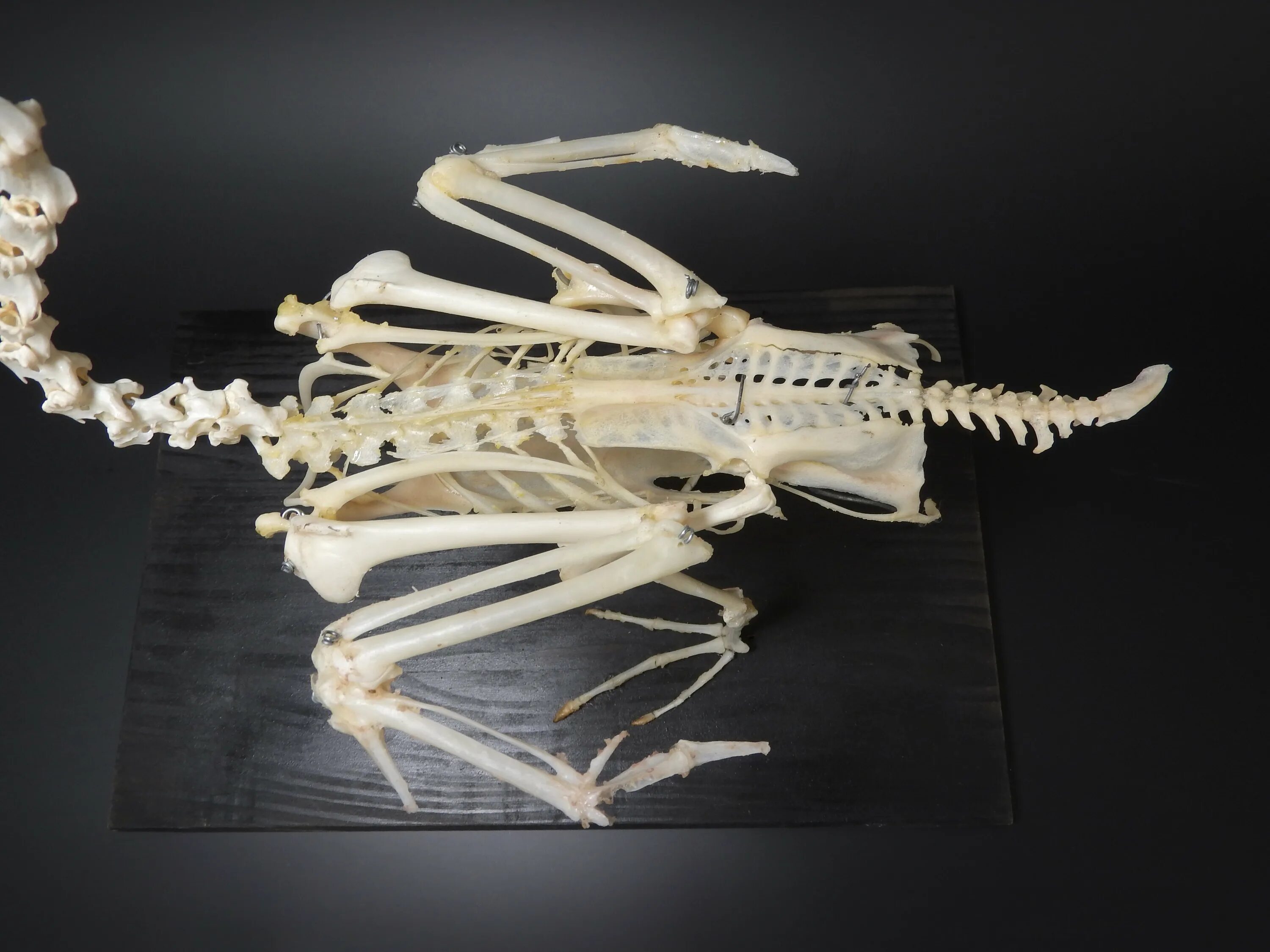 Скелет птицы позвонки. Скелет птицы спинная кость. Кости позвоночника скелета птицы. Скелет курицы позвоночник.