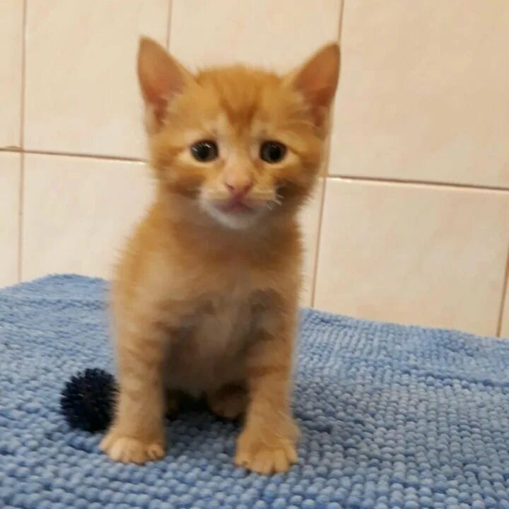 Рыжие котята в добрые руки. Рыжий пушистый котенок в добрые руки. Рыжие котята мальчики. Рыже белые сибирские котята. Рыжий кот авито.