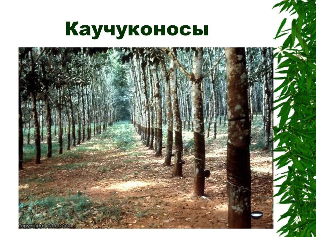 Центр происхождения каучука. Каучуконос гевея. Каучуконосы в Южной Америке. Гевея бразильская каучук. Гевея дерево.