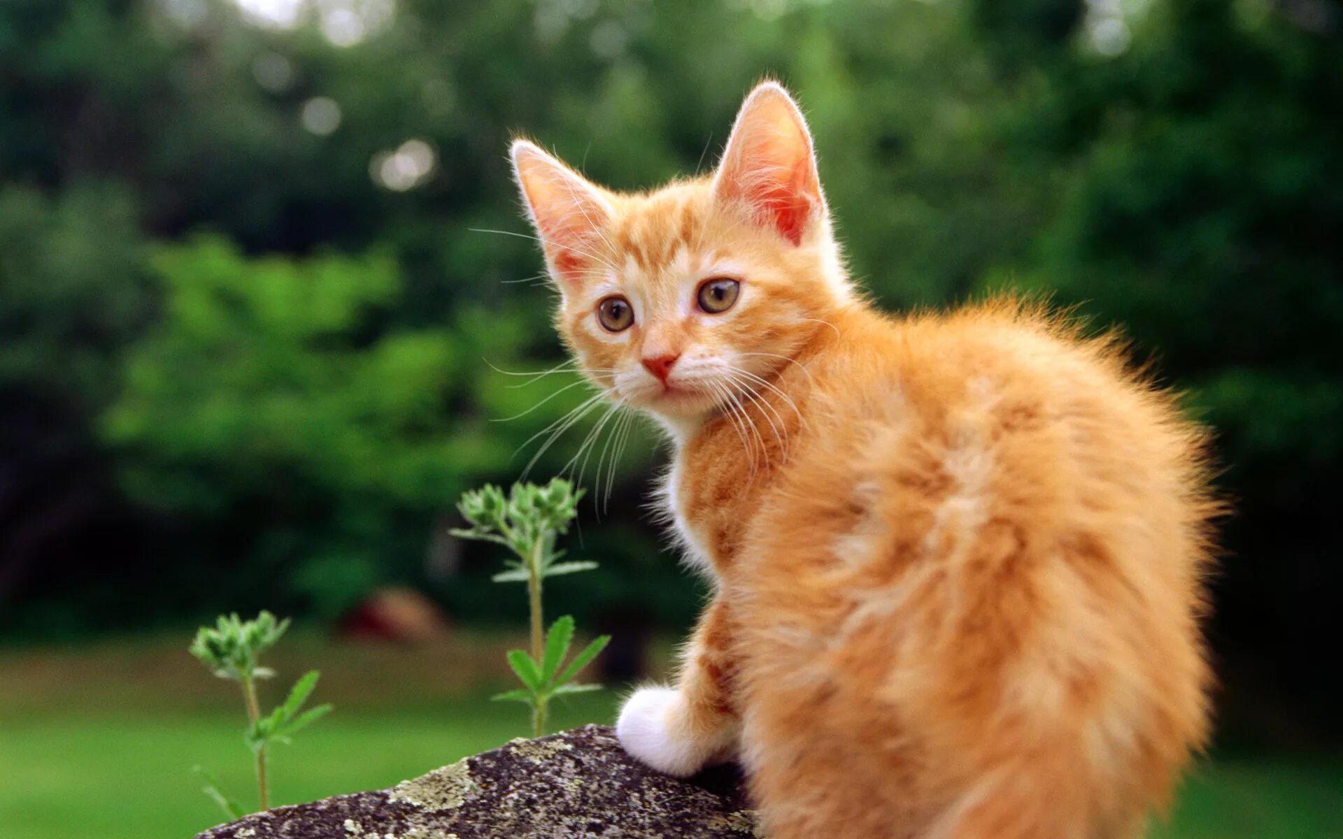 Картинки котиков. Рыжий котёнок. Рыжие коты. Котенок Рыжик. Красивые рыжие котики.