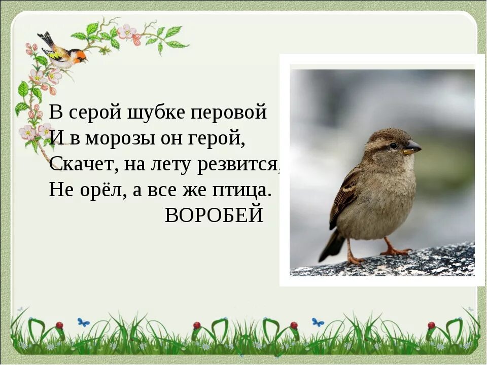 Воробышек дзен рассказ ждановны. Стихи про птиц. Стих про воробья для детей. Стихи про птиц для детей. Стишки про птичек.