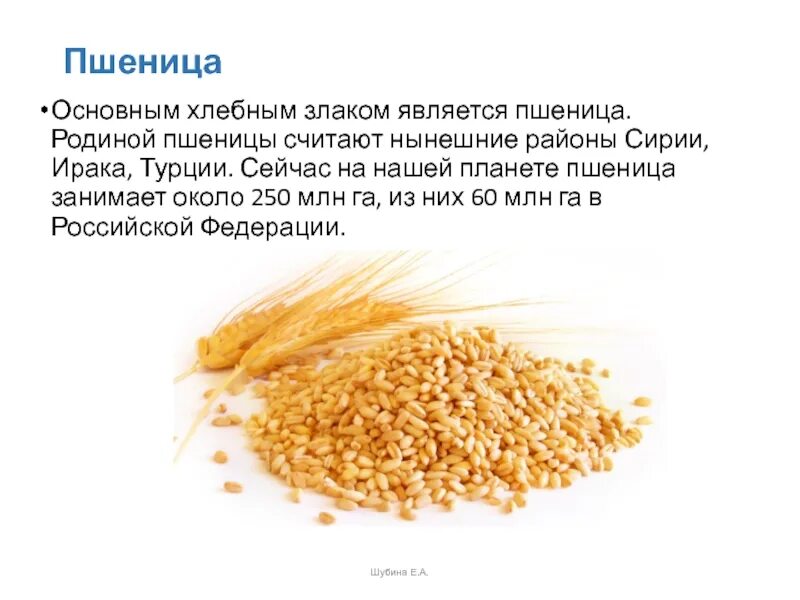 Плоды хлебных злаков под названием. Мягкие сорта пшеницы. Твердые сорта злаковых. Основным хлебным злаком является. Мягкая и твердая пшеница.