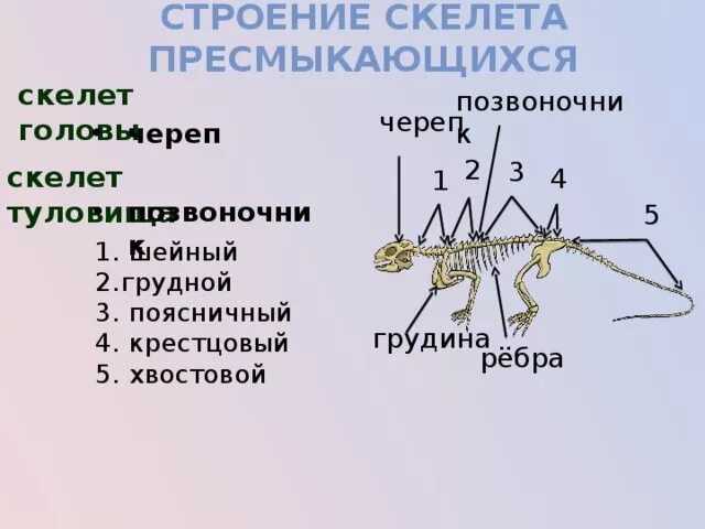 Строение скелета отделы пресмыкающихся. Скелет туловища пресмыкающихся. Строение скелета рептилий. Внешнее строение рептилий и скелет. Строение осевого скелета рептилий.