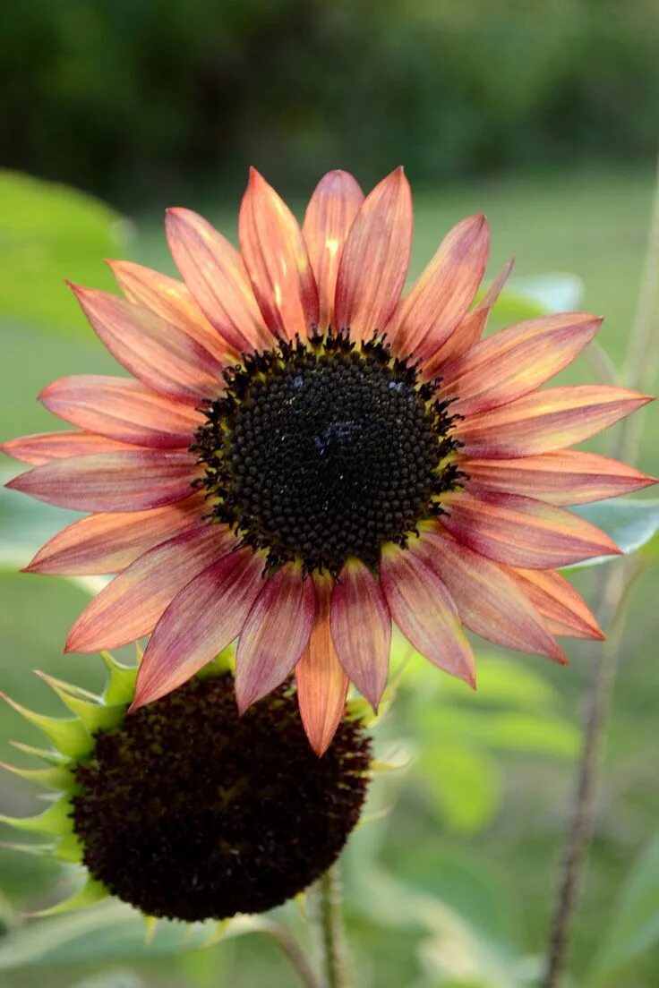 Цветы как подсолнух как называется. Двухцветный подсолнух helianthus. цветы похожие на подсолнух. садовые цветы похожие на подсолнухи. растение похожее на подсолнух.