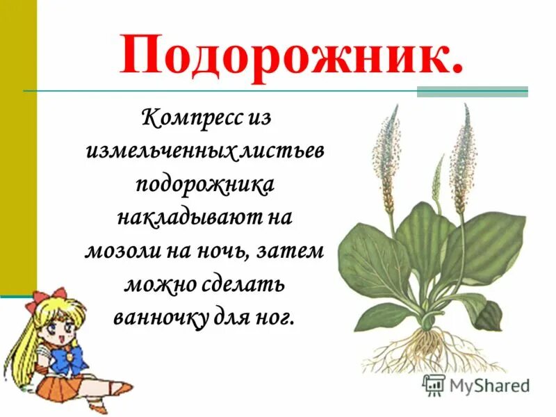 Виды подорожника. Лесная аптека подорожник. Корень подорожника биология. Лопух подорожник