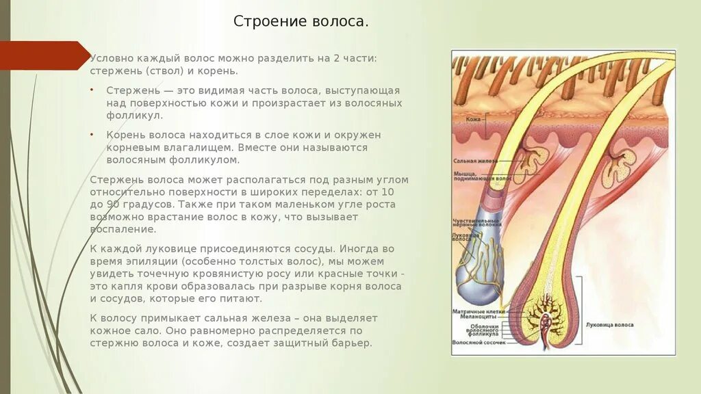 Строение волоса корень стержень волосяной мешок. Строение волоса структура волосяного стержня. Строение волосяного фолликула схема. Строение волоса корень и стержень.