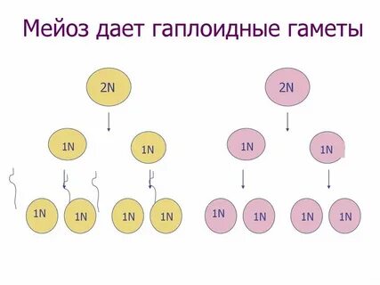 Мейоза образуется 4 гаплоидные клетки