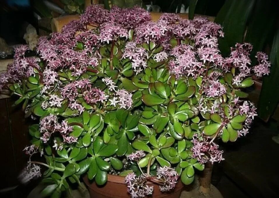 Крассула толстянка денежное. Горшечный цветок декабрист. Фиалка узамбарская подкормка. Дендробиум орхидея пересаживание. Что нужно чтобы зацвел.