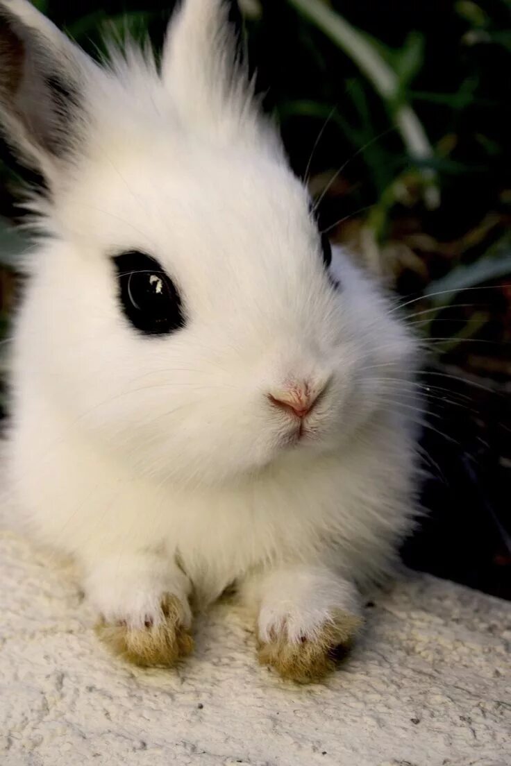Карликовый кролик альбинос. Карликовый хотот. Хотот кролик декоративный. Белый кролик декоративный альбинос. Самый красивый кролик
