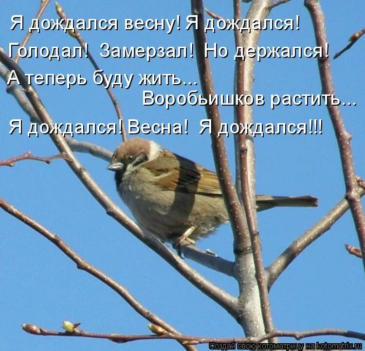 Снежное утро. Каждую весну вот уже пятый год. Ещё земли печален вид. Каждую весну вот уже пятый год. Кот в снегу.