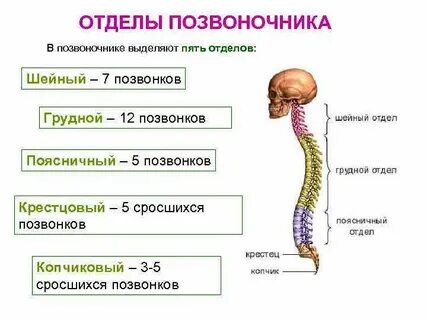 5 отделов позвоночника