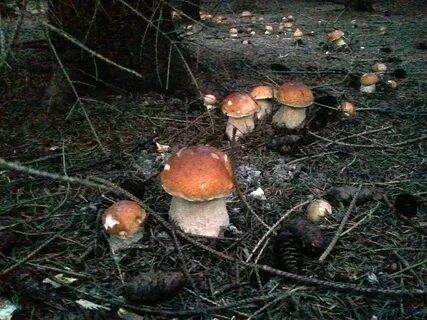 Сколько времени растут белые