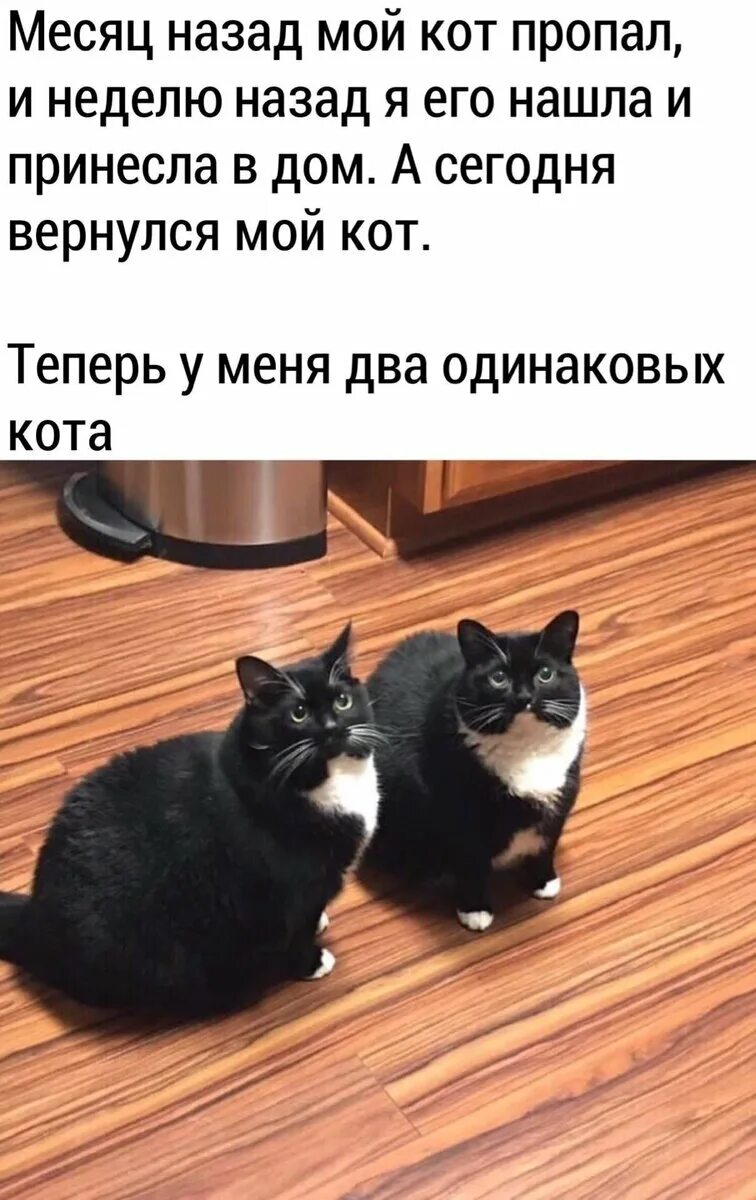 Не верь коту он ел