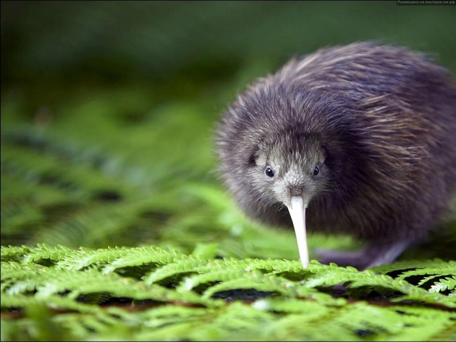 Киви зеландия. Киви птица. Птица киви в новой Зеландии. Эндемики Австралии киви. Птица киви символ новой Зеландии.