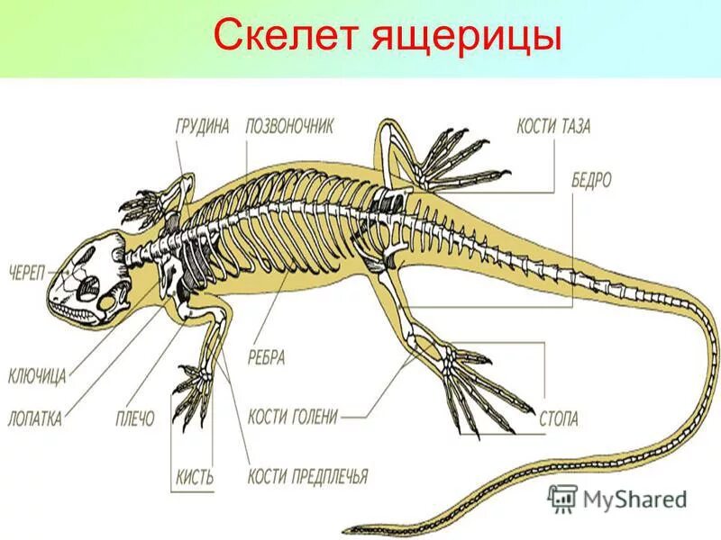 Отделы скелета ящерицы