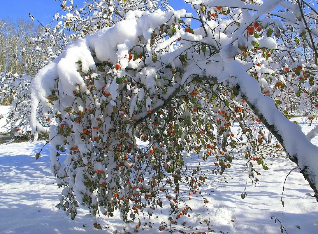 Дерево растет зимой. Яблоня дичка зимой. Яблоня в снегу. Сад зимой. Яблоневый сад в снегу.