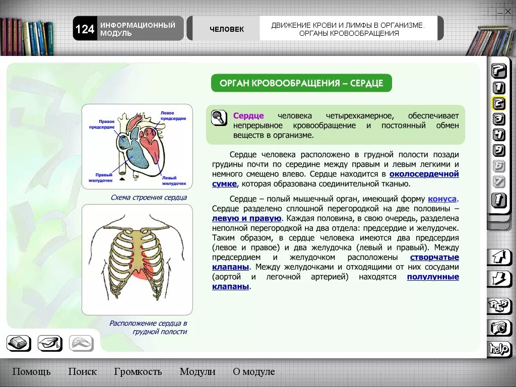 Контрольная работа по теме кровообращения. Органы кровообращения. Органы кровообращения 8 класс биология. Кровообращение 8 класс конспект. Кровообращение 8 класс биология презентация.