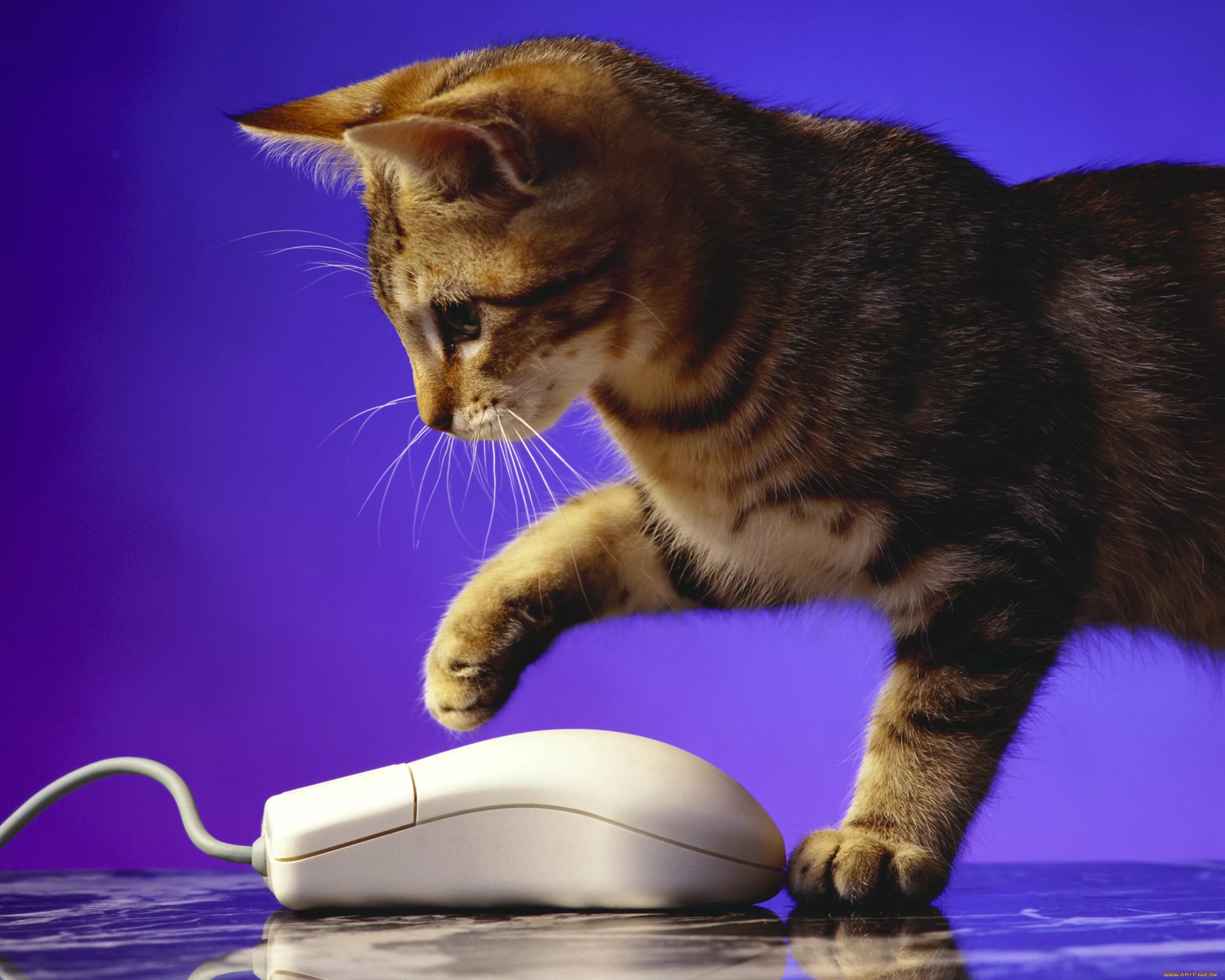 Котенок мышь. Кошка и компьютерная мышь. Котик с компьютерной мышью. Кошка с компьютерной мышкой. Кот и компьютерная мылка.