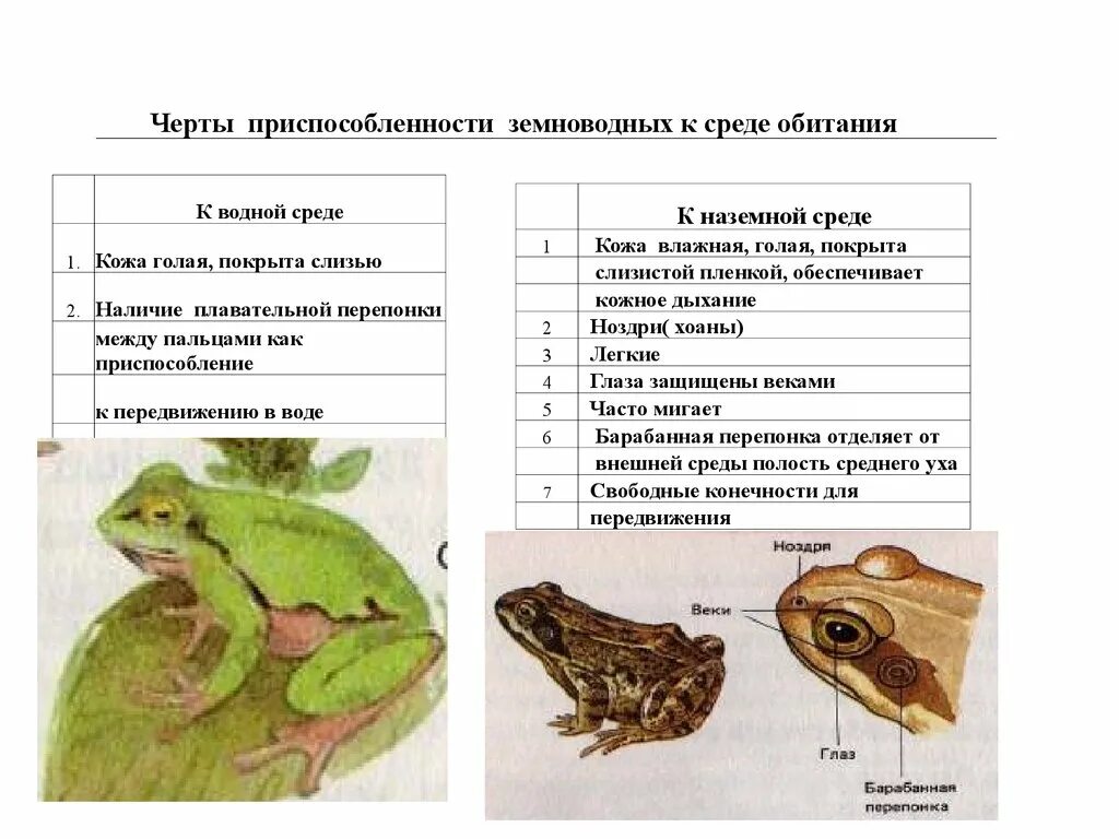 Черты сходства строения земноводных и рыб. Приспособление лягушки к среде обитания таблица. Приспособления лягушки Озерной в водной среде. Приспособления земноводных к среде обитания. Приспособление организмов к среде обитания лягушка.