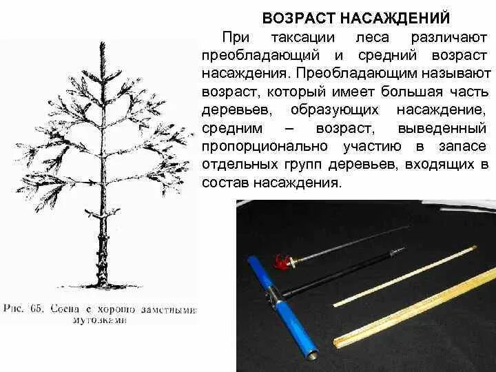 Тест по таксации часть 1. Средний Возраст насаждения. Таксация насаждений. Методы Лесной таксации. Прибор для определения возраста древесины.