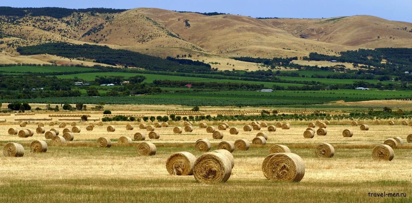 пастбищное животноводство в австралии. сельскохозяйственный ландшафт. пастбищное животноводство в австралии. долина баросса. новый южный уэльс австралия виноградники.