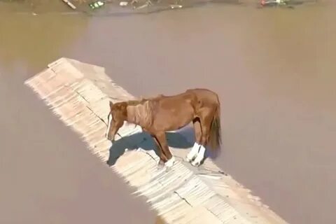 Девушка залезла в коня