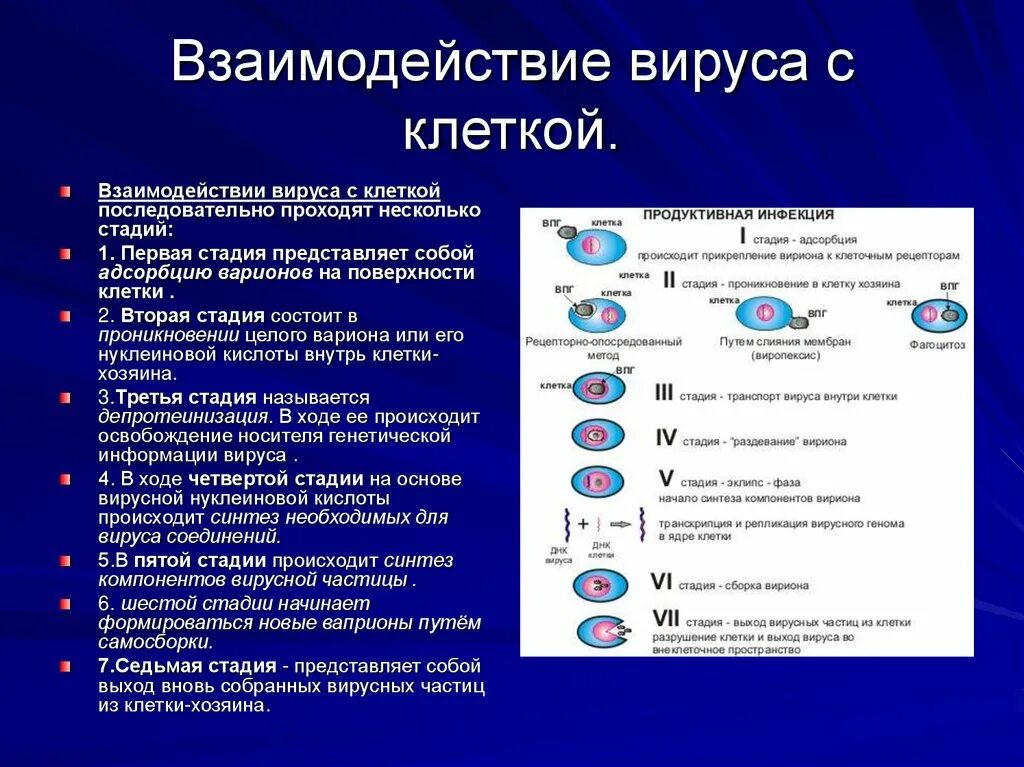 Типы взаимодействия вируса с клеткой мишенью. Перечислить типы взаимодействия вируса с клеткой мишенью. Типы взаимодействия вируса с клеткой. Стадии взаимодействия вируса с клеткой.