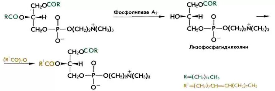 Фосфолипиды формула биохимия. Ферменты фосфолипидов. Гидролиз фосфолипаза а2. Лецитин фосфолипаза а1 реакция. Ферменты фосфолипидов.