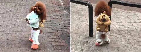 Собака ходящая на 2 ногах