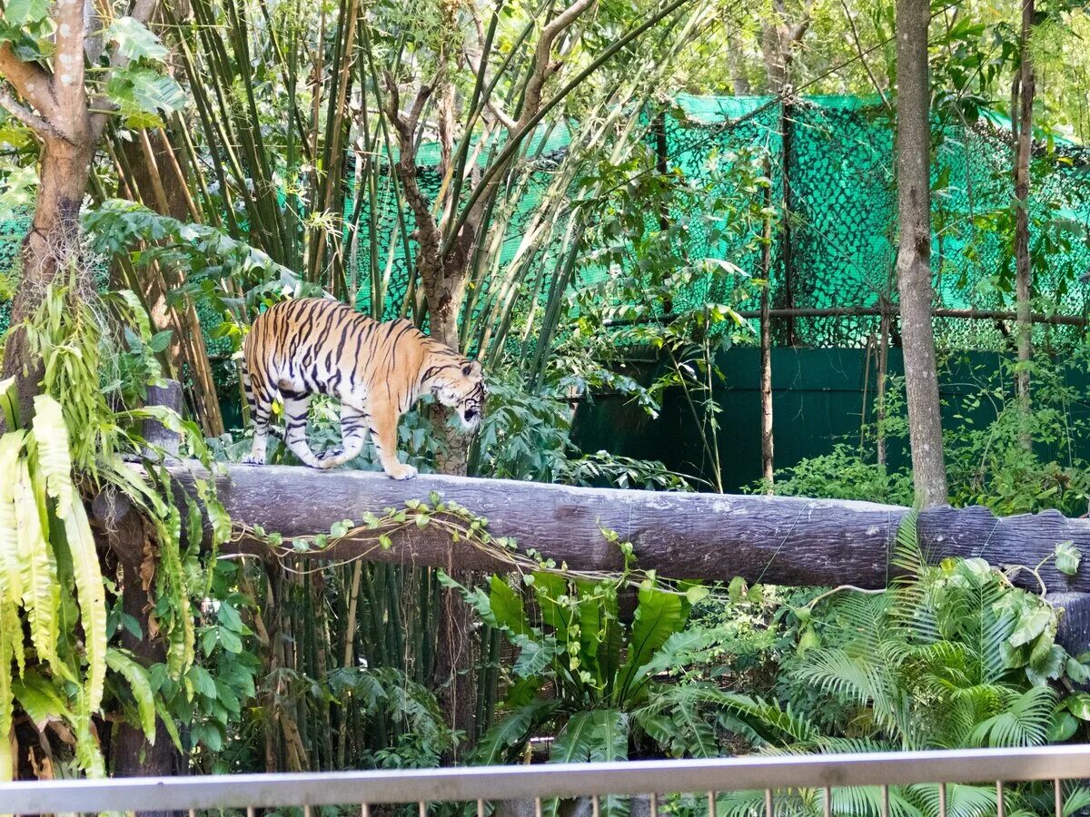 Знаменитый зоопарк. Знаменитый зоопарк