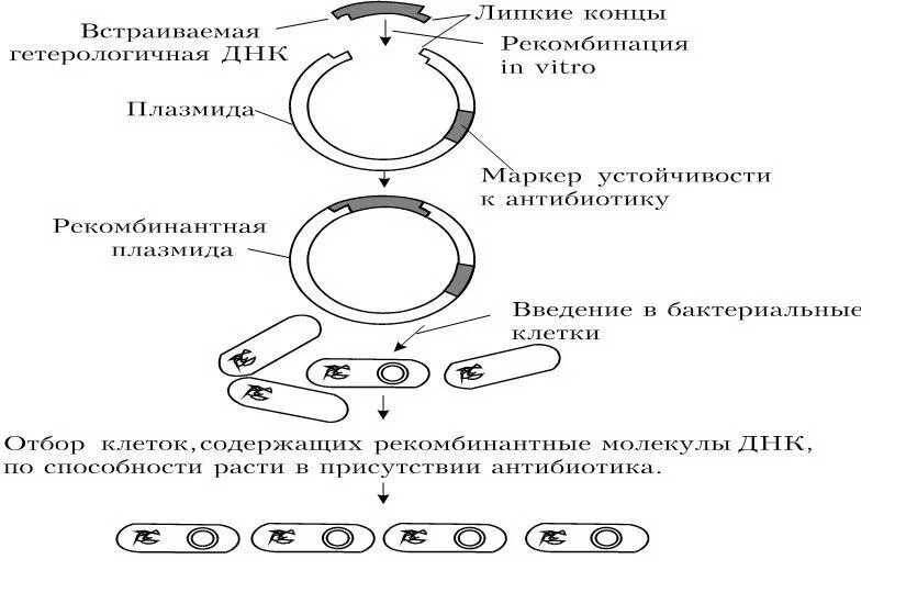 Метод рекомбинантных плазмид схема. Схема получения рекомбинантной плазмиды. Репликация плазмид бактерий. Введение рекомбинантных плазмид в бактериальные клетки это. Этапы получения бактерий с рекомбинантной плазмидой