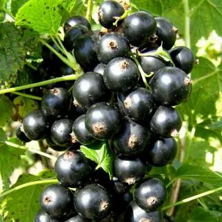 Крупные сорта смородины